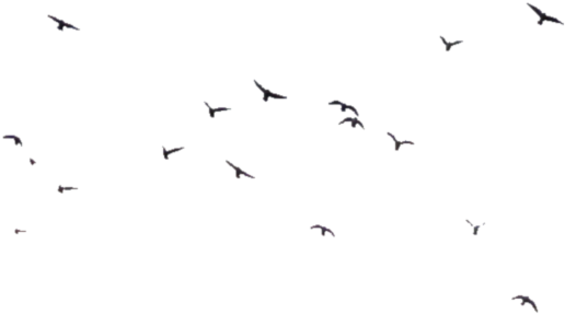 Birds Png Transparent Image - Bird (800x538), Png Download