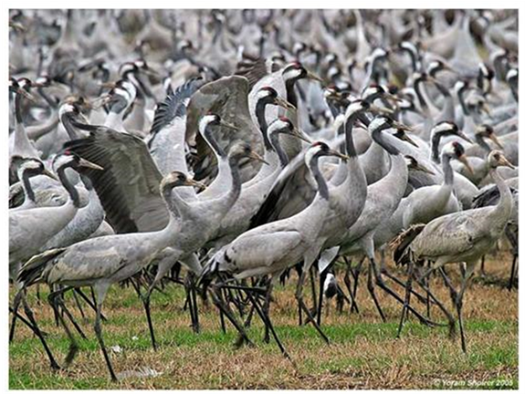 Consequently The Cranes Moved Their Night Stay Station - Common Crane (903x431), Png Download