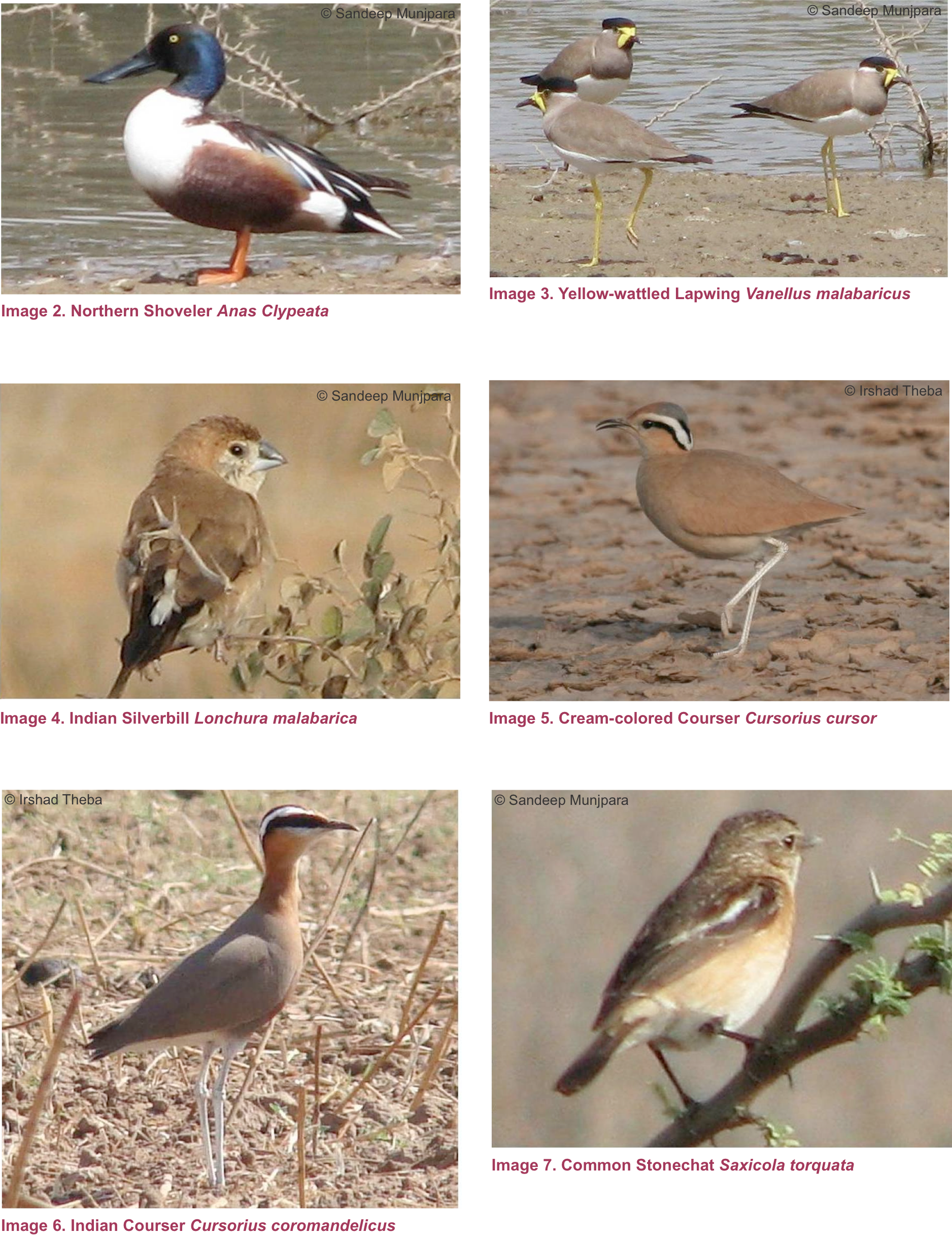 Checklist Of Birds Recorded In Naliya Grassland, Kachchh - Seabird (1876x2432), Png Download