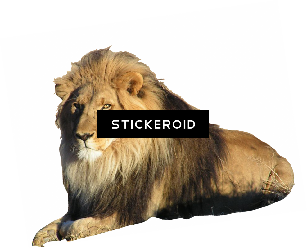Lion - Do Lions Have Manes (989x803), Png Download
