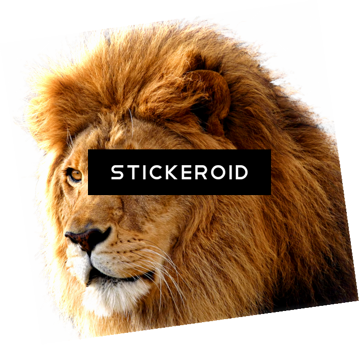 Lion S Gallery - Lion Png (706x679), Png Download