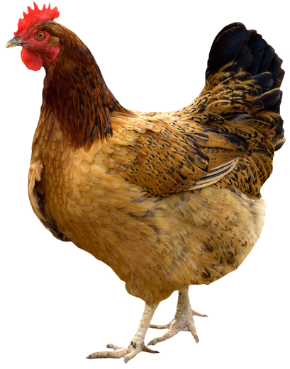 Download Transparent Hen Png Pic - My First Board Book Set (9 Books