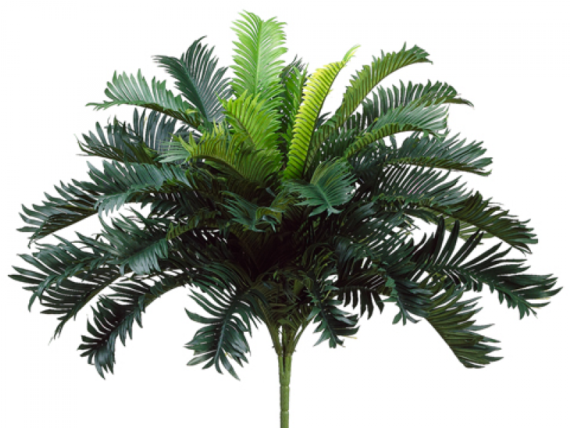 25" Cycas Palm Bush X35 - 25" Artificial Cycas Palm Bush (800x800), Png Download
