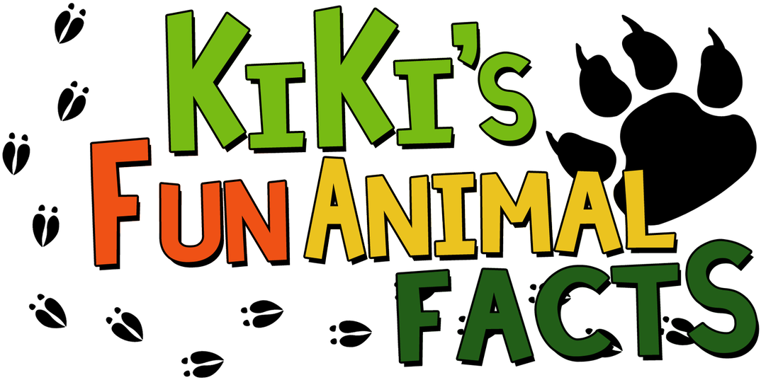 Kikiofthefacts On Twitter - Emu (1200x699), Png Download