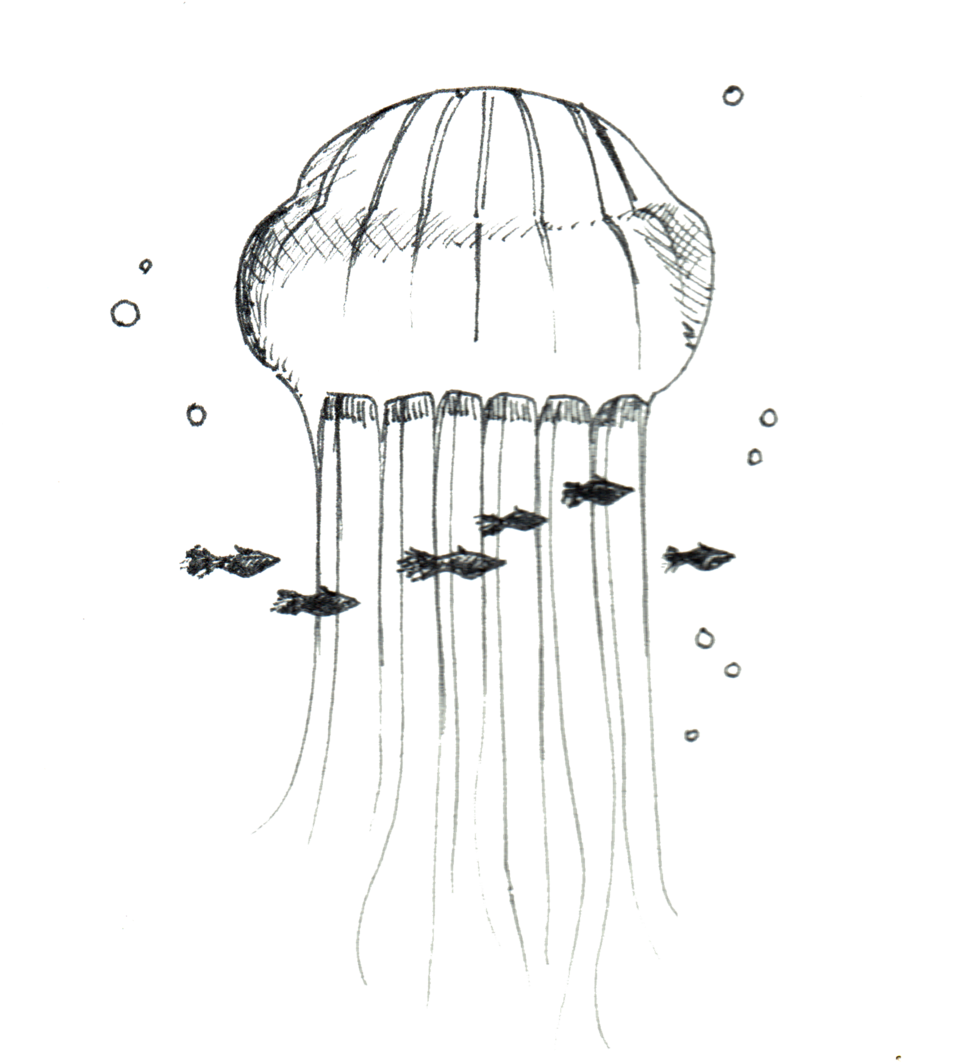 Jellyfish (1000x1181), Png Download