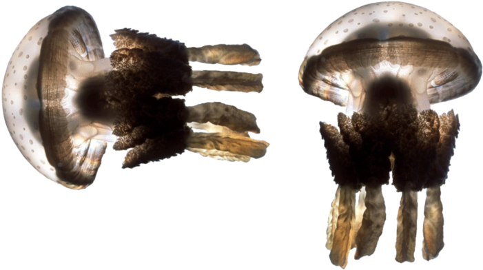 Jellyfish Png, Download Png Image With Transparent - Jellyfish Ocean Wild Nature Animal 30x20 Framed Canvas (800x444), Png Download