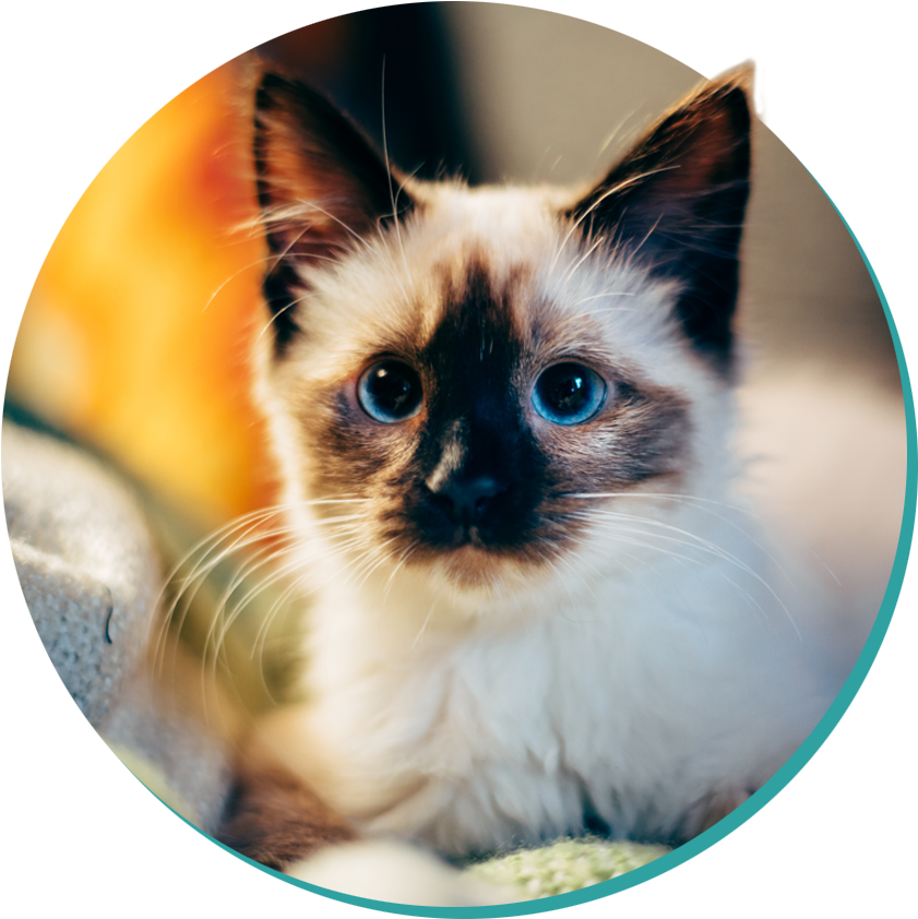 12 Jul - Blue Eyed Siamese Kitten: 150 Page Lined 6? X 9? Notebook/diary/journal (942x980), Png Download