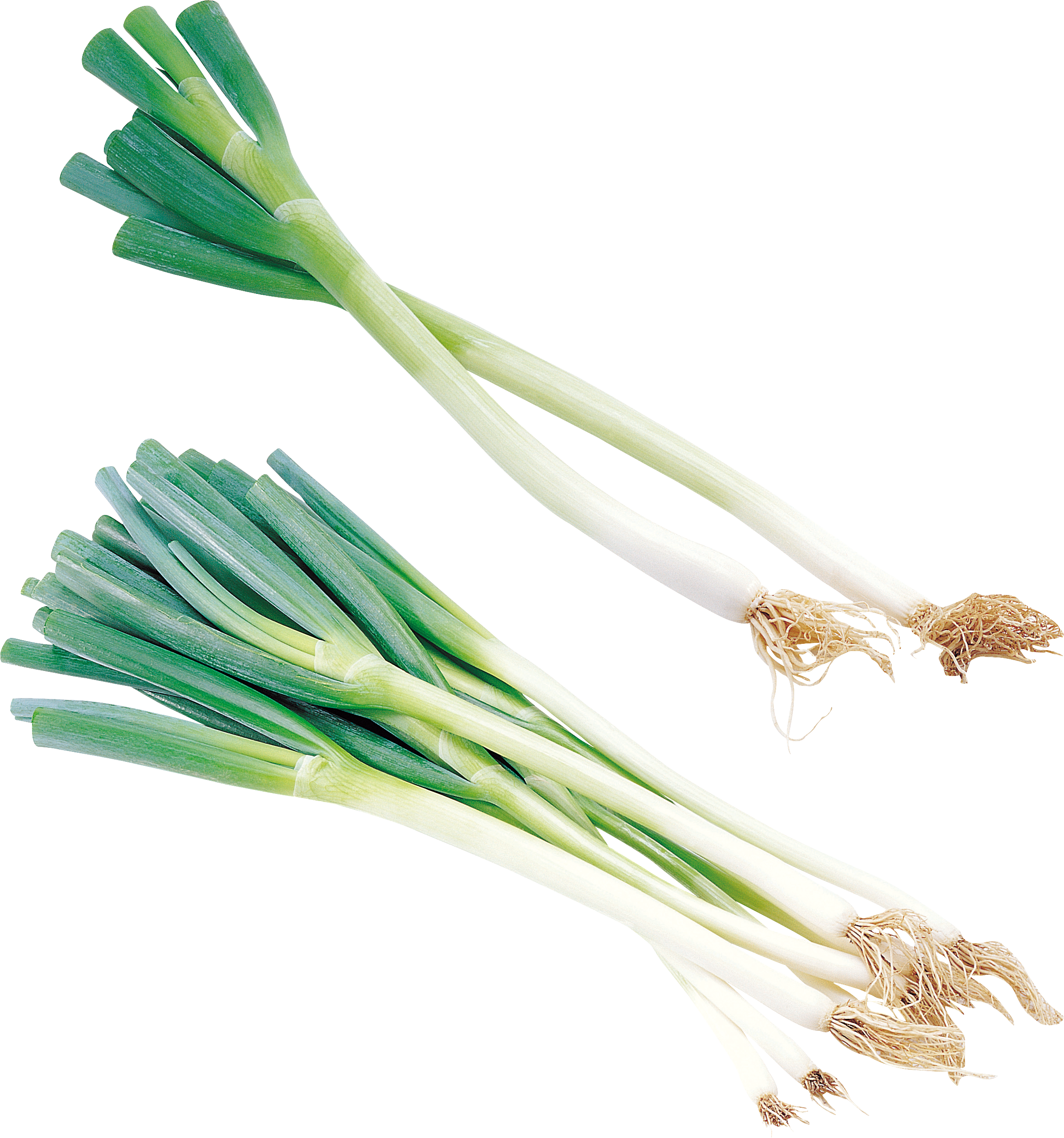 Leek Png - Welsh Onion (2354x2517), Png Download