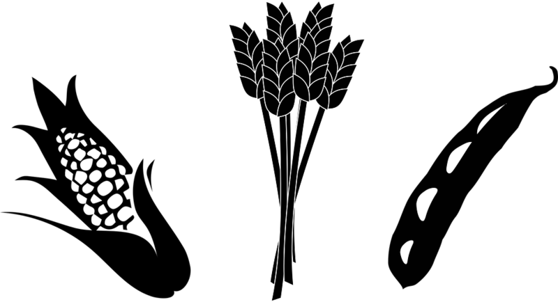 Corn And Soybean Clipart (800x434), Png Download