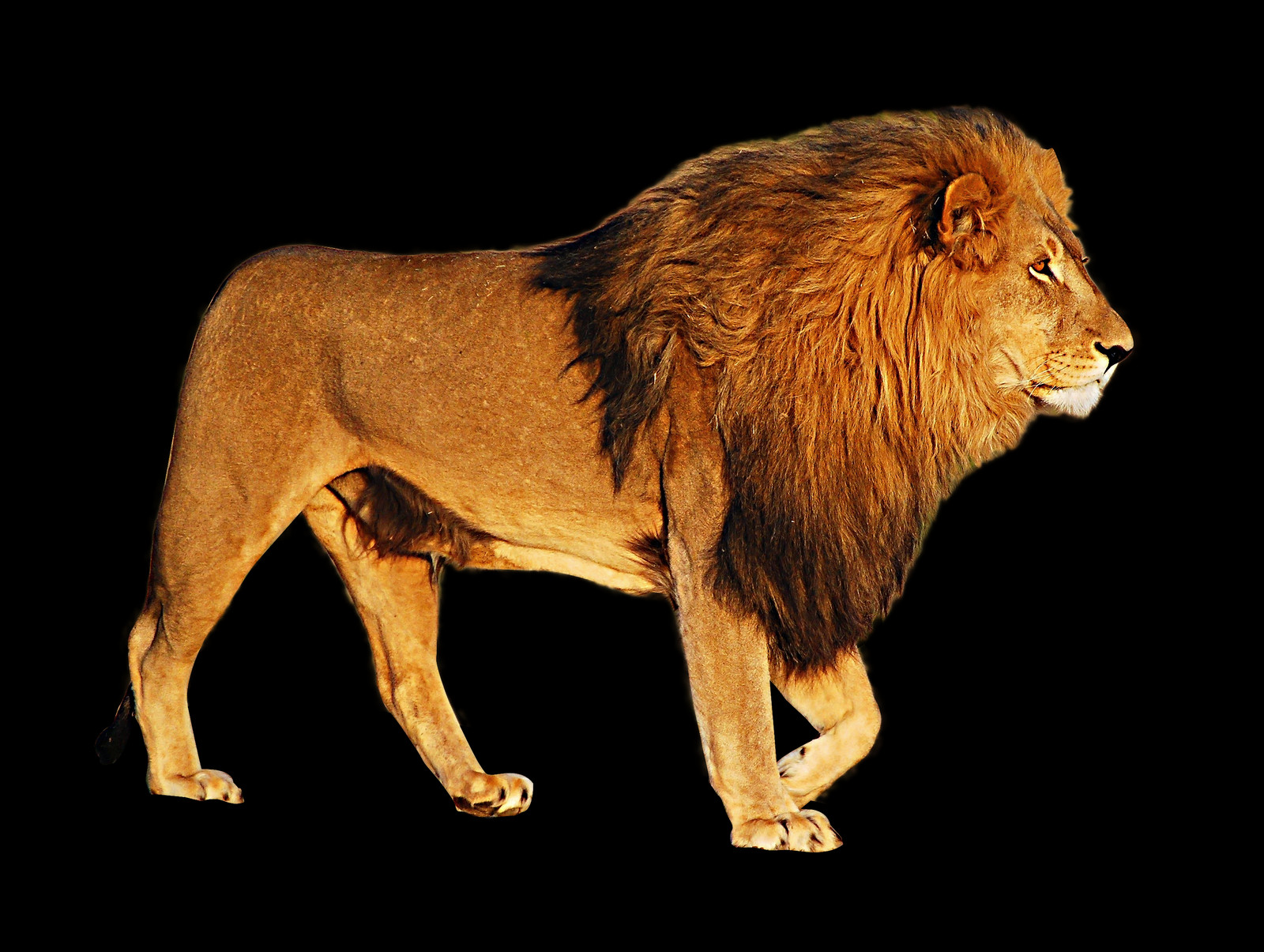 Biggest Png Collection On The Net - Full Color Lion Sticker, Lion Decal, Lion Wall Art (1600x1205), Png Download