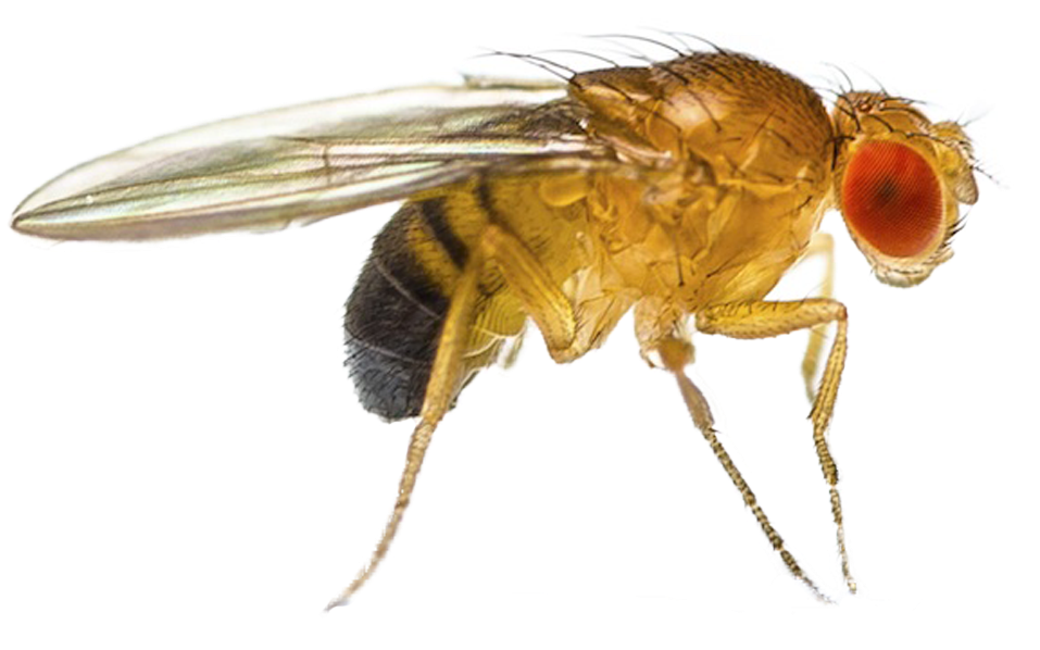 Fruit Fly Png - Que Es Drosophila Melanogaster (1046x700), Png Download