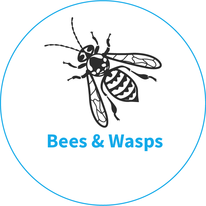 Wasps, Wasp & Bee Nests Control And Treatments, Kings - Norfolk (715x717), Png Download