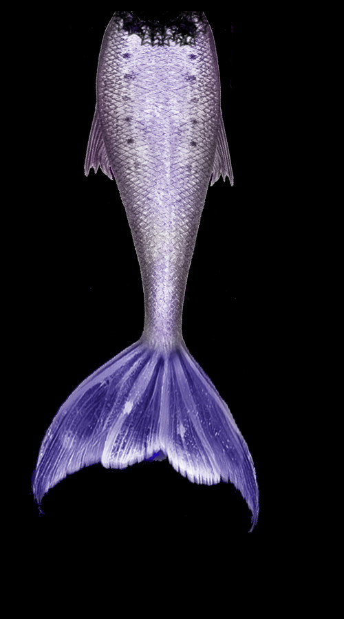 Mermaid Tail (500x900), Png Download