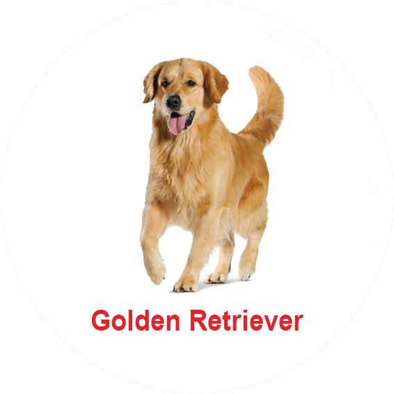 Royal Canin Malaysia - Malaysia Puppy Golden Retriever (603x603), Png Download