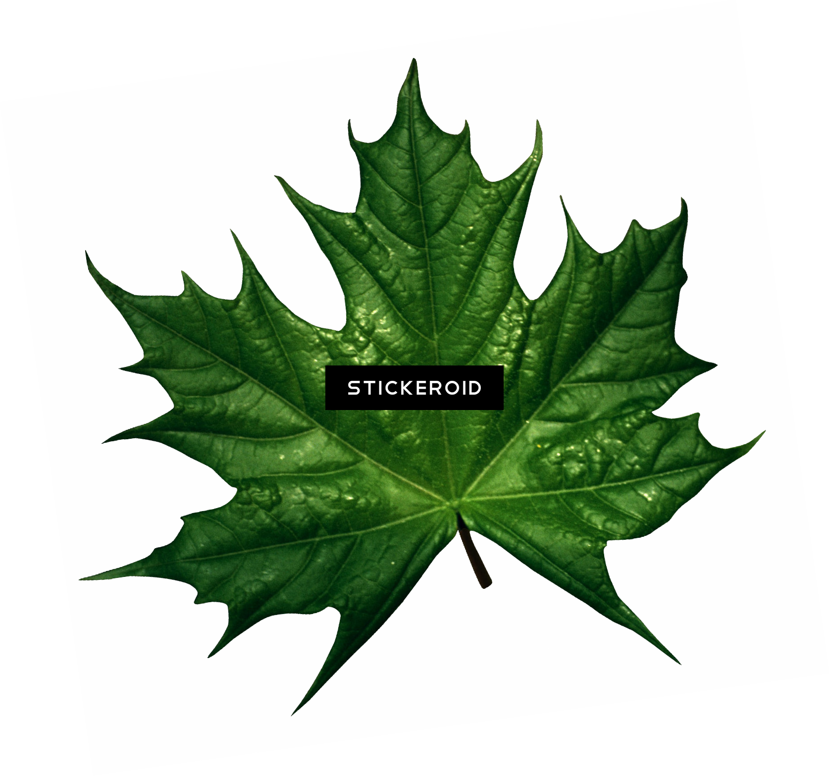 Green Leaf Leaves - Autumn Leaves Green (1674x1567), Png Download