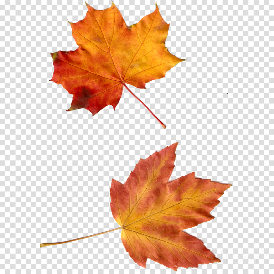 Leaf Clipart Autumn Leaves Maple Leaf - Clip Art (900x900), Png Download