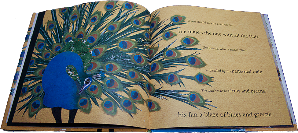 Peacock Children's Book Review - Bees, Snails, & Peacock Tails: Patterns & Shapes (1000x461), Png Download