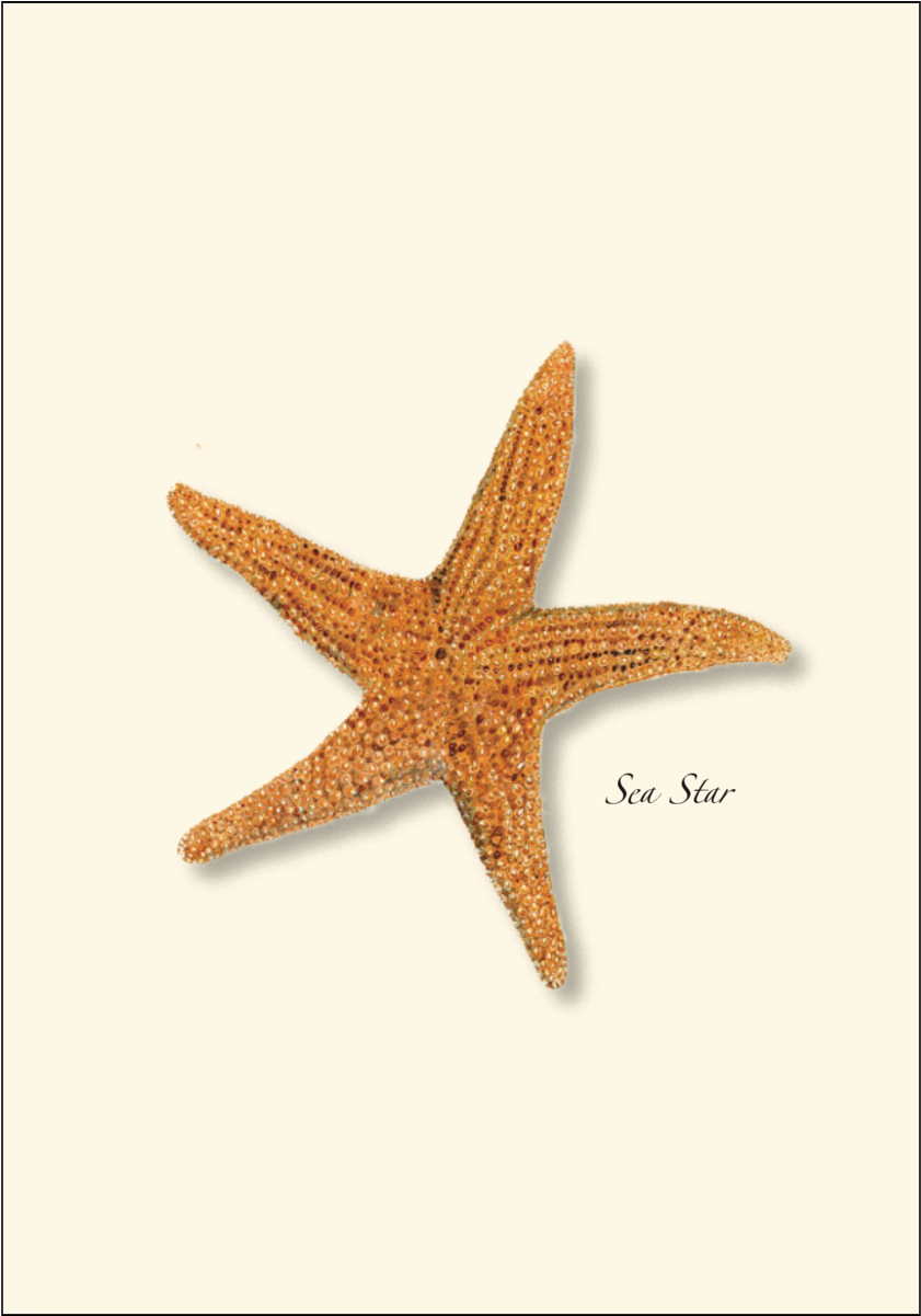 Shopping Cart -  -  - Steven M. Lewers Sea Star Boxed Note Cards-- Set Of (1200x1200), Png Download
