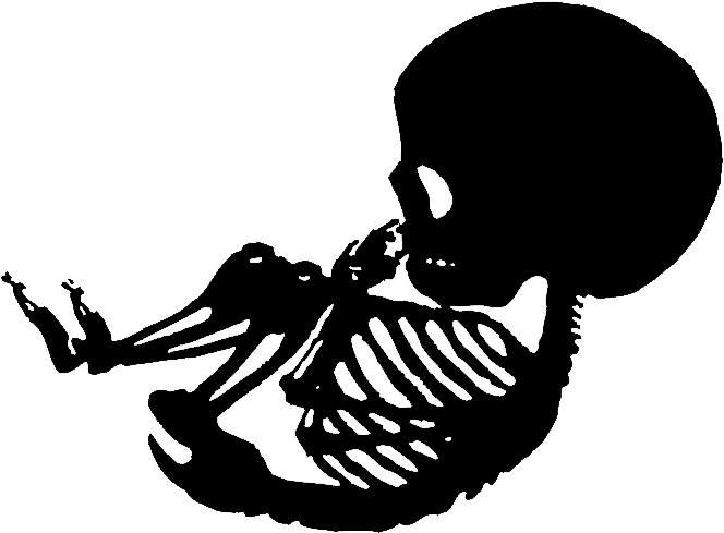Skeleton Transparent Baby - Baby Skeleton Stencil (811x649), Png Download