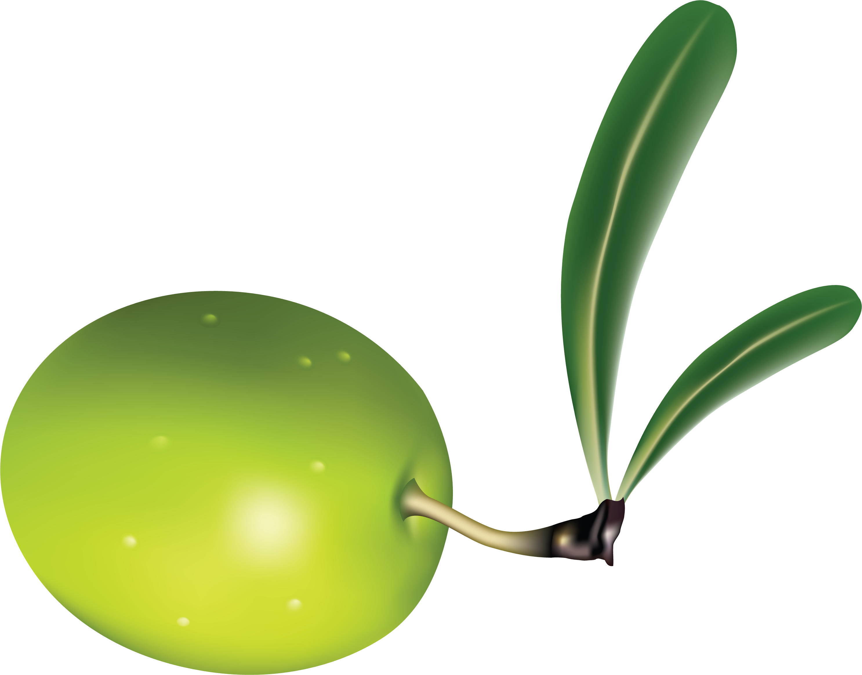 Olive Png (2973x2328), Png Download