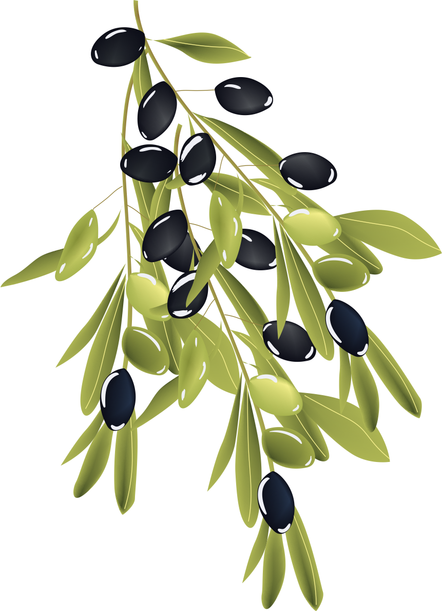Olive Branch - Portable Network Graphics (861x1189), Png Download