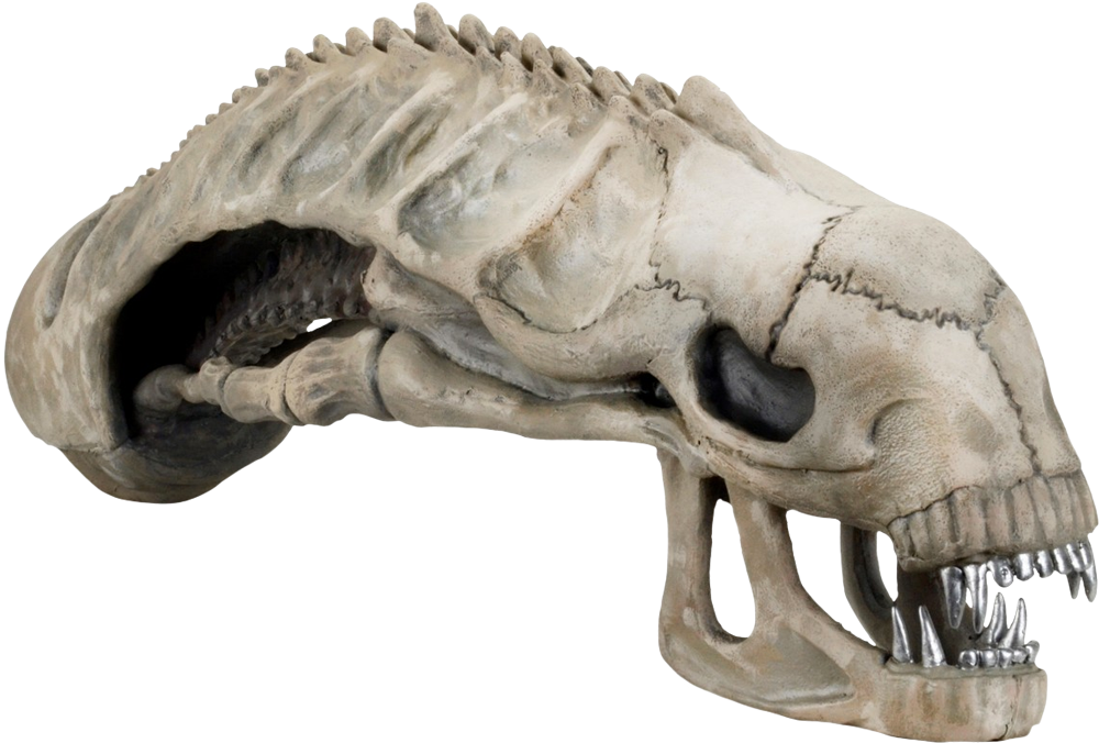 Aliens - Aliens - Alien Skull 36" Foam Replica (1000x676), Png Download