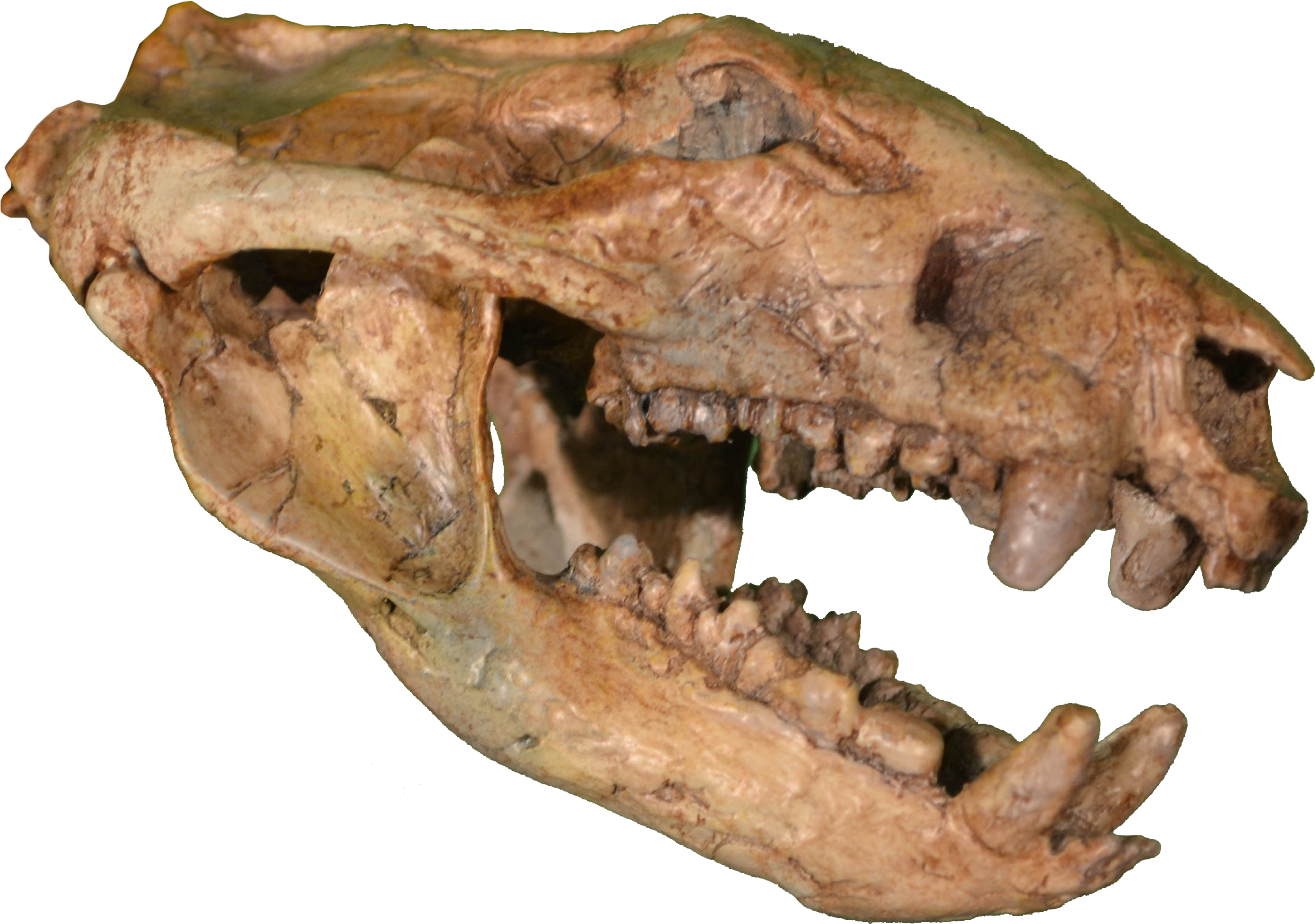 Dinosaur Skull Png - Didelphodon Vorax (2788x1959), Png Download