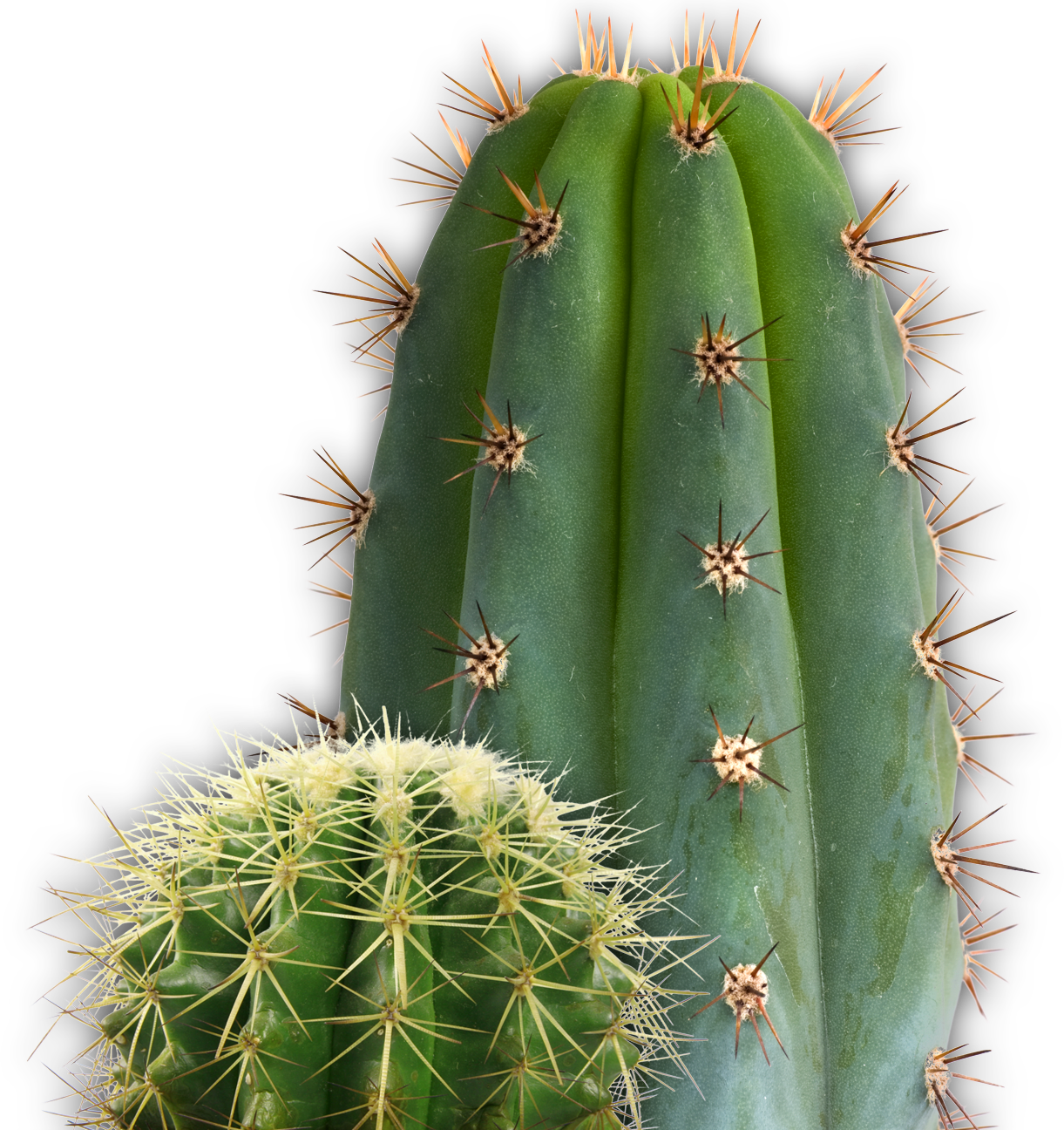 Cactus Png Image, Free Picture Cactus Download - Cactus Png (1221x1296), Png Download