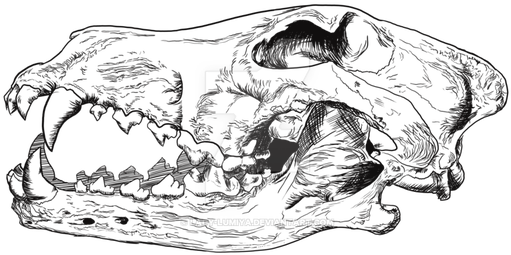 Wolf Skull Print By Lady Lumiya-daohw66 - Animal Skull Drawing (535x350), Png Download