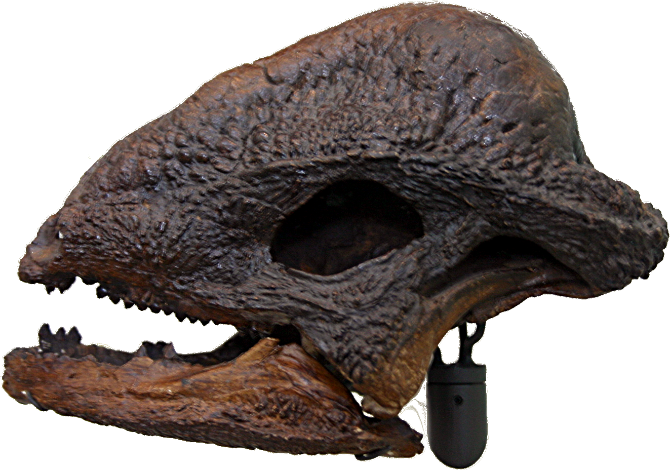 Wtf - Stegoceras Skull (1440x1024), Png Download