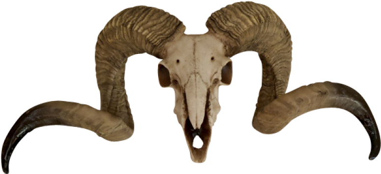 Ram Skull Wall Mount - Ram Skull Png (800x800), Png Download