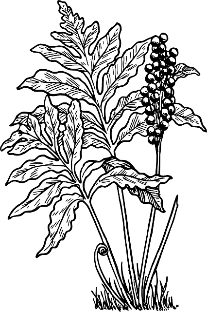 Outline, Cartoon, Fern, Little, Plant, Ferns, Bush - Fern Clip Art (426x640), Png Download