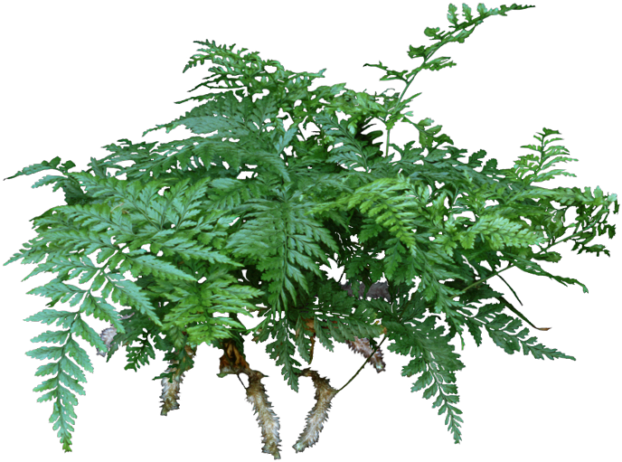 A Rabbit's Foot Fern Is A Lovely Compact Fern That - Houseplant (688x511), Png Download