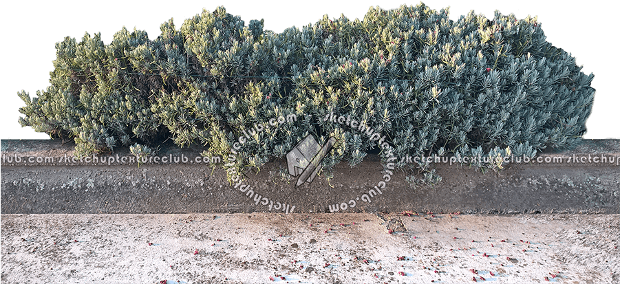 17354 Shrub Hedge Cut-out Texture Seamless - Hedge (900x433), Png Download