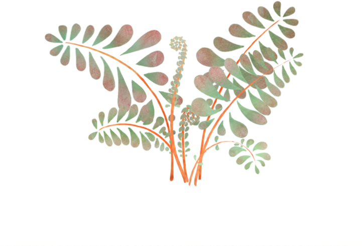 Ferns - Placemat (720x720), Png Download