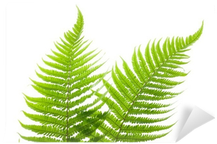 Ostrich Fern (400x400), Png Download