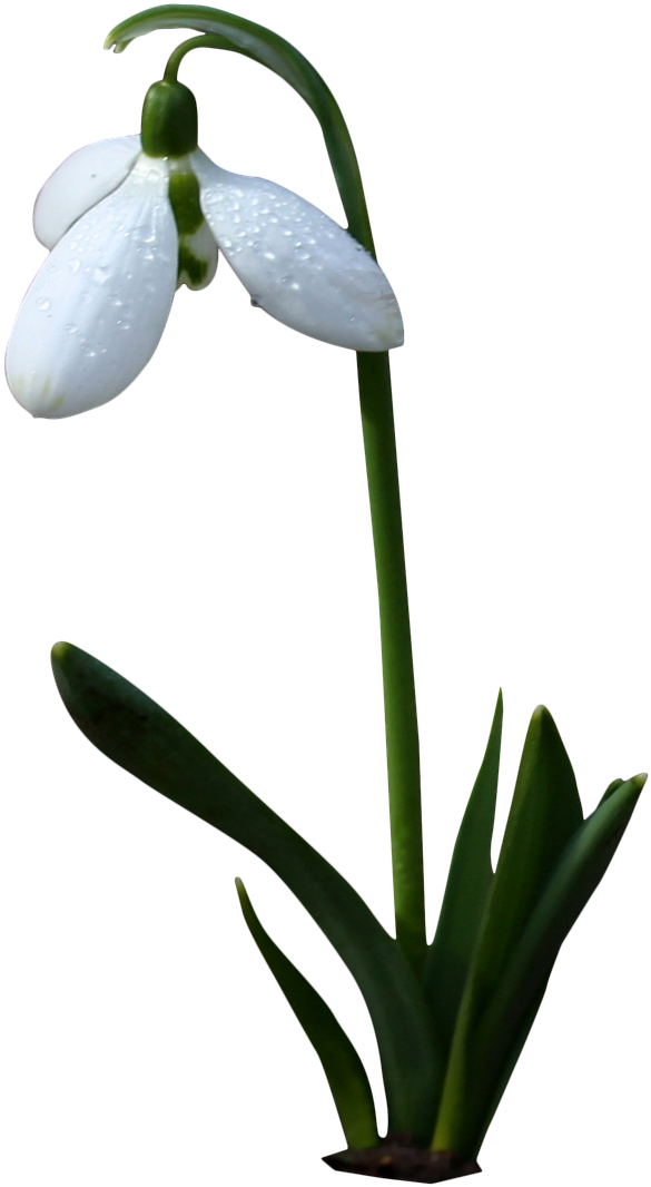 Bell White,flower,white Flower,spring,wild Flower,bells,png - Flori De Primavara Png (844x1280), Png Download