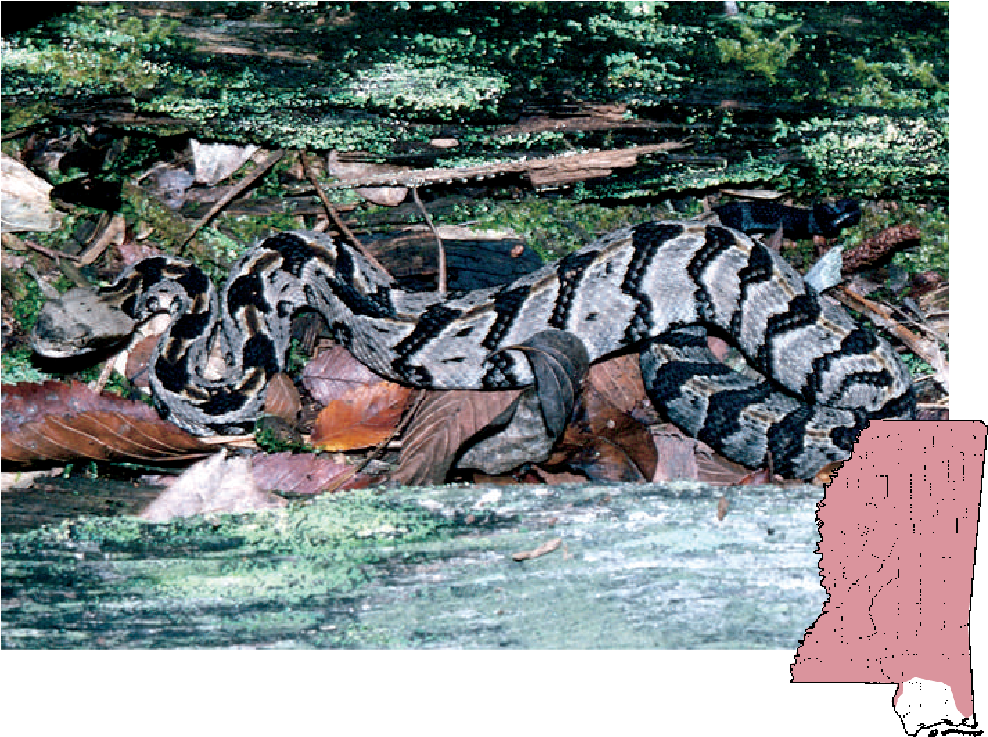 Canebrake Rattlesnake - Cottonmouth (1429x1070), Png Download