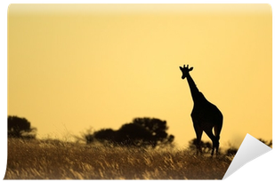 Giraffe (400x400), Png Download