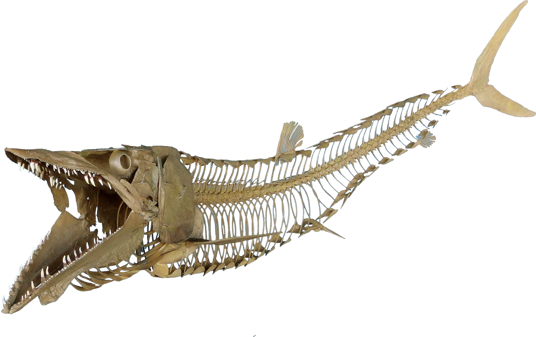 Cimolichthys Nepaholica - Fish Skeleton Transparent Png (1718x1080), Png Download