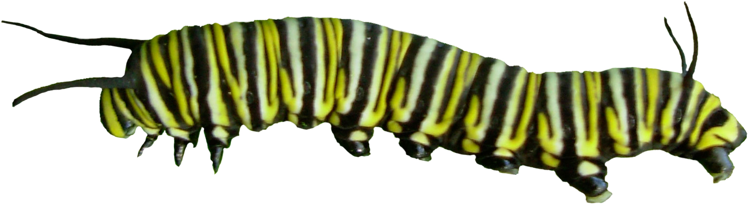 Caterpillar Png Pic - Caterpillar To Butterfly Png (1024x318), Png Download