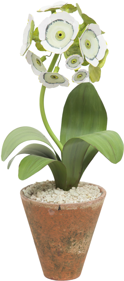 Primula Auricula, Glass Gemstone, Chelsea Flower Show, - Artificial Flower (750x1125), Png Download