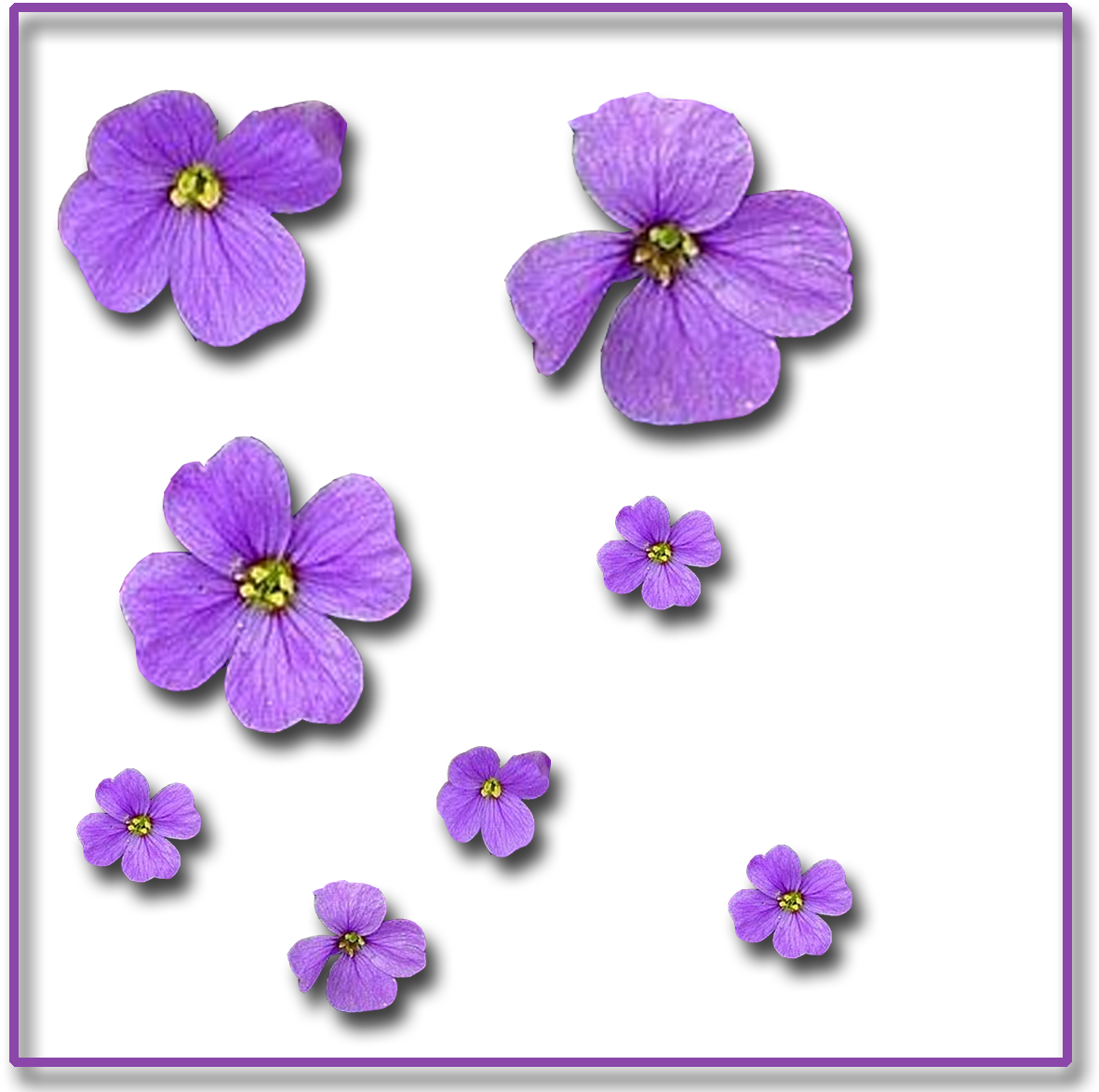 Single-flowers 1,200×1,200 Pixels - Flower (1200x1200), Png Download