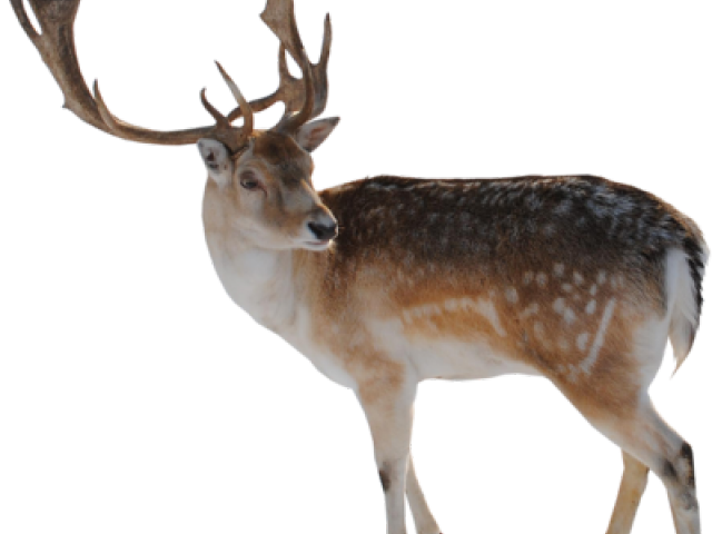 Deer Png Transparent Images - Difference Between A Caribou (640x480), Png Download