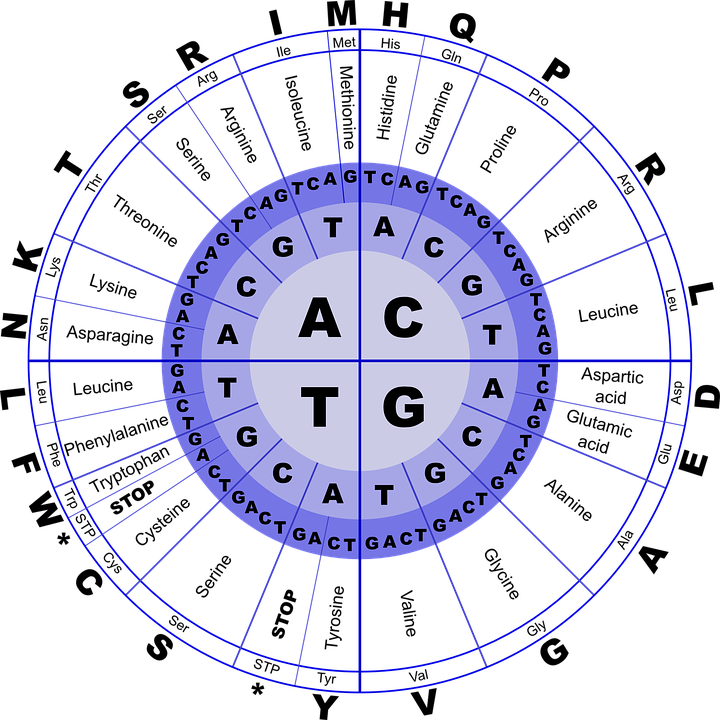 Read These Articles For An Overview Of Genetics And - Amino Acid Translation (720x720), Png Download