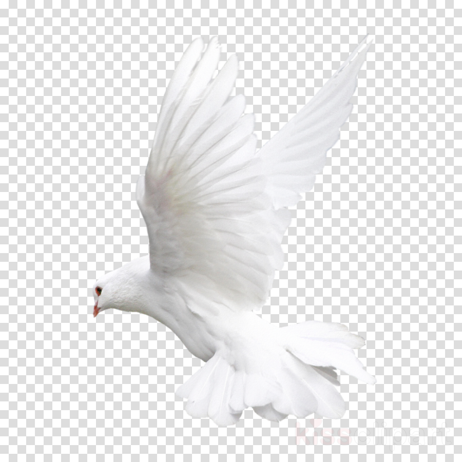 Clipart Resolution 1080*1080 - White Pigeon Png (900x900), Png Download