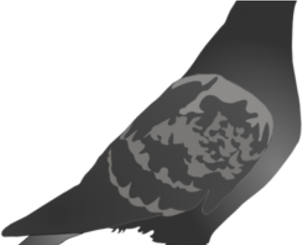 Pigeon Clipart File - Racing Pigeon Silhouette Png (640x480), Png Download
