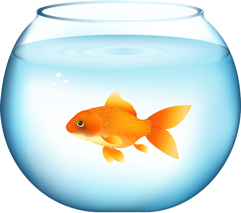 Goldfish Png, Download Png Image With Transparent Background, - Goldfish Png (800x708), Png Download