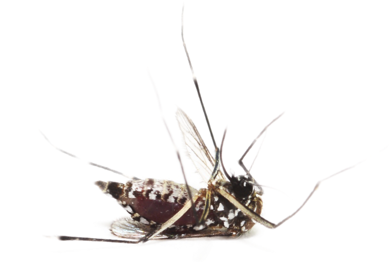 Mosquito Png, Download Png Image With Transparent Background, - Raquette Tue Mouche, Achetez Au Meilleur Prix Chez (800x582), Png Download
