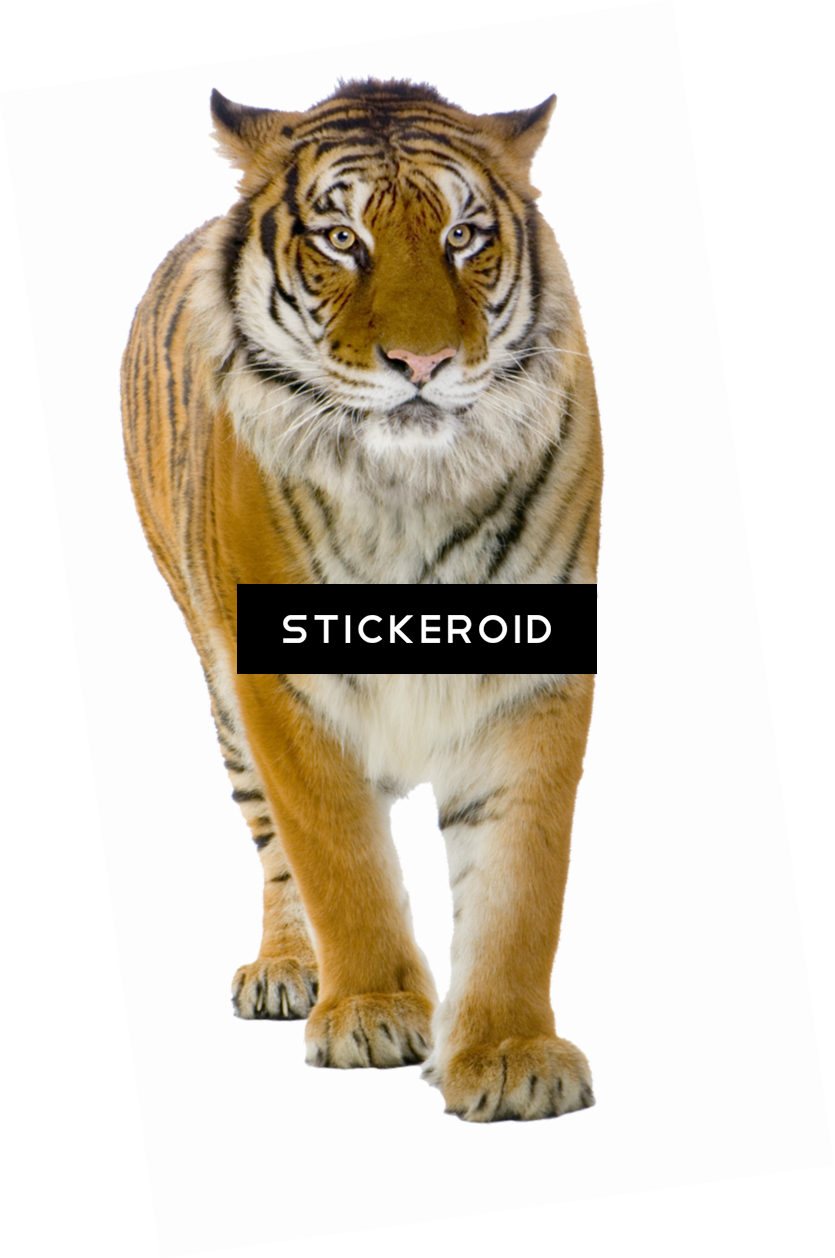 Tiger Tigers - Tiger Front View (835x1258), Png Download